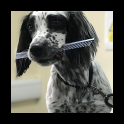 Dog holding a comb at a dog grooming course evesham