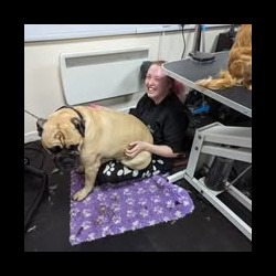 Dog sitting on a student at a dog grooming course Leamington Spa