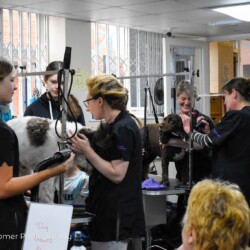 Dogs being dried at a dog grooming course Kidderminster