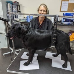 Flat coated retriever used on dog grooming course