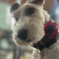 Fox Terrier after groom at a Dog Grooming School Solihull
