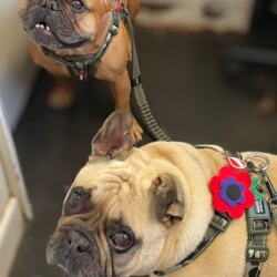 Frenchies after a deshed at a dog grooming course Worcester