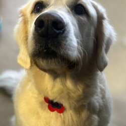 Golden Retreiver after being groomed on a dog grooming course Warwick