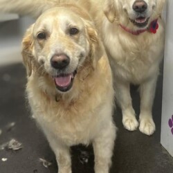 Golden Retrievers after their groom on a course in Birmingham