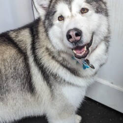 Husky after being groomed at a dog grooming course Redditch