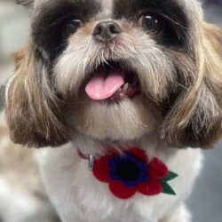 Imperial Shih Tzu groomed at a dog grooming course Kenilworth