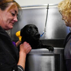 Labrador in the bath at a dog grooming course Solihull