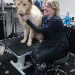 Large Double Coated dog being groomed on a dog grooming course in Coventry