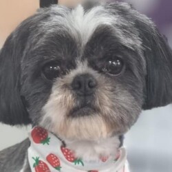 Lovely old Shih Tzu after groom at a dog grooming course Kidderminster