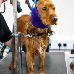 Nervous dog being dried at a dog grooming course Worcester