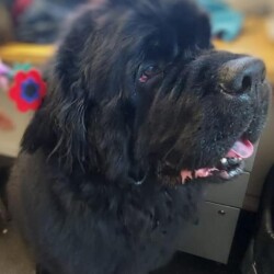 Newfoundland at Dog Grooming Course Kenilworth