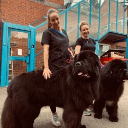 Newfoundlands after being groomed at dog grooming course Redditch