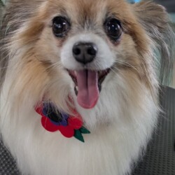 Papillon after groom at a dog grooming school Stourbridge