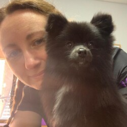 Pomeranian after being groomed at a dog grooming course redditch