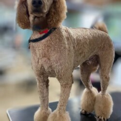 Poodle after a groom at a dog grooming course Banbury