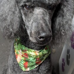 Poodle after groom at Dog Grooming School Worcester