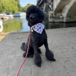 Poodle after her groom at a dog grooming course Coventry