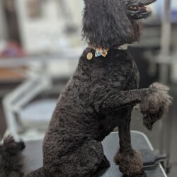 Poodle giving her paw for a treat at a dog grooming course Redditch
