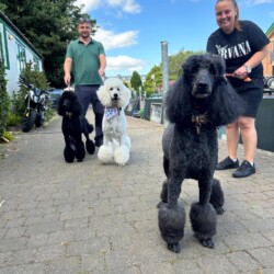 Poodles after being groomed at a dog grooming course Stratford upon Avon