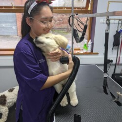 Puppy Introduction at Dog Grooming Course Worcester
