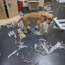 Puppy shredding pacing paper at a dog grooming course Banbury