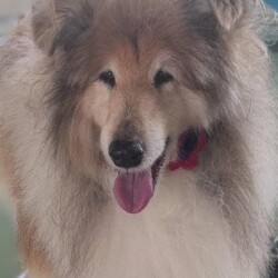 Rough Collie after her groom at a dog grooming school Leamington Spa