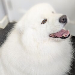 Samoyed after a deshed at dog grooming school Worcester