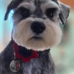 Schnauzer with a cute round muzzle afer being groomed on a dog grooming course Coventry