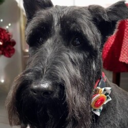 Scottie dog after groom at a dog grooming school Kidderminster