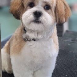 Shih Tzu after a groom at Leamington Spa Dog Grooming Course