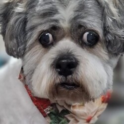 Shih Tzu after groom at dog grooming course Stratford upon Avon