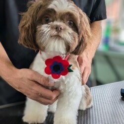 Shih Tzu after her groom at a dog grooming school Warwick