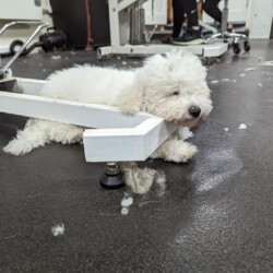 Sleeping Bichon Dog Grooming Course Leamington Spa