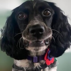 Smiling Setter after being groomed on a dog grooming course Redditch