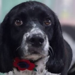 Spaniel at a dog grooming course Evesham