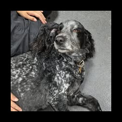 Spaniel getting a fuss on a dog grooming course Banbury