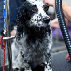 Springer Spaniel being dried at a dog grooming course in Redditch