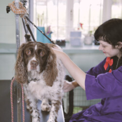 Springer being groomed on a dog grooming course Stratford upon Avon