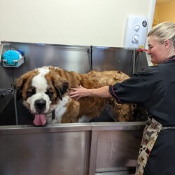 St Bernard being groomed on a dog grooming school Warwick