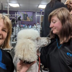 Student after grooming a poodle on dog grooming course Bromsgrove