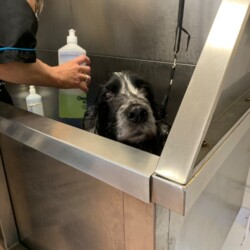 Student bathing a dog on a dog grooming course Leamington Spa