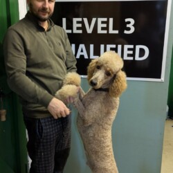 Student gaining his Level 3 Diploma in Dog Grooming Coventry