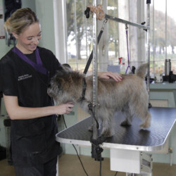 Student grooming a Cairn Terrier on her dog grooming course Kenilworth