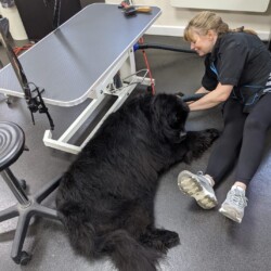 Student grooming a Newfoundland on Dog Grooming School Leamington Spa