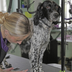 Student grooming a setter on dog grooming course Coventry