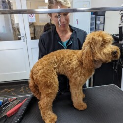 Student grooming on her dog grooming course Banbury