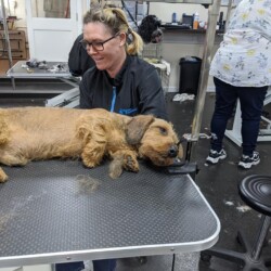 Student handstripping a dog on her dog grooming course banbury
