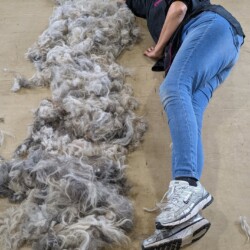 Student lying next to fur that she clipped off a dog at her dog grooming course Evesham