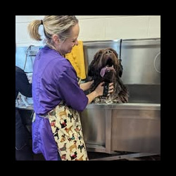 Student washing large dog on a dog grooming course Banbury
