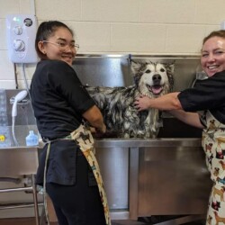 Students bathing a Malumute on a dog grooming course in Evesham